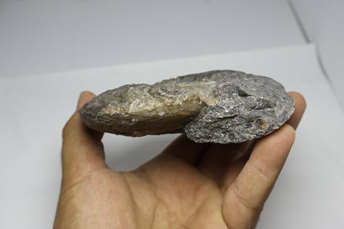Image of Ammonite Fossil Cretaceous Fossils Fossils from Morocco Fossil Rock Ammonites Fossil A302