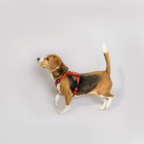 PetWale Dog H-Harness | Cotton Material | Adjustable & Durable | Skin & Fur Friendly | Ultimate Comfort for Long Hours | 3 Point Adjustments | Strong Material & Secured Fit | Red - Small (B07YKLSN7F) Amazon Price History, Amazon Price Tracker