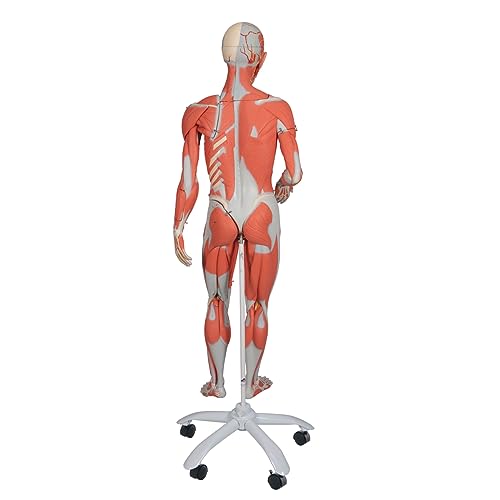 3B Scientific Menschliche Anatomie - Muskelfigur auf Metallstativ mit 5 Rollen, weiblich + kostenlose Anatomie App - 3B Smart Anatomy, 23-teilig