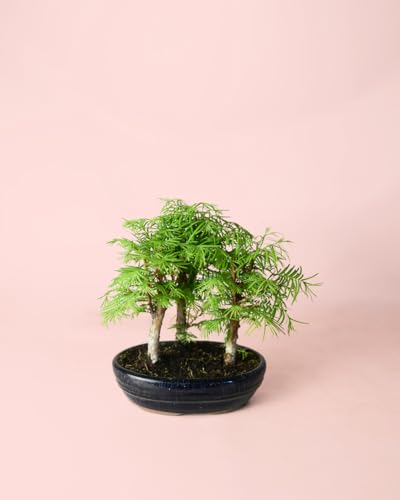 Bonsái Metasequoia | Plantas Naturales | Pur Plant