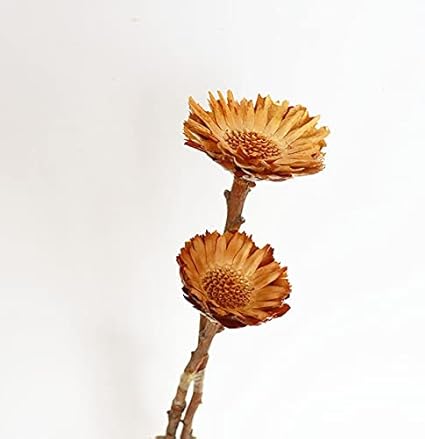 Amazon 保存乾燥ヒマワリデイジー花柄オリジナルのカラフルな赤オレンジホームウェディングオフィステーブルグレデンアート装飾 Color Raw Size 1 Bunch 2pcs Cylficl 造花