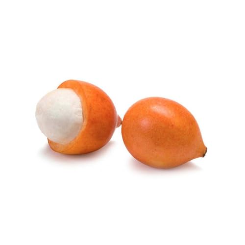 Genérico, Muda de Achachairu 20 a 40cm AMK - Plantas Online