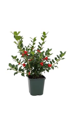 Acebo Natural DECOALIVE Agrifolio Planta Viva que Evoca la Navidad más Tradicional