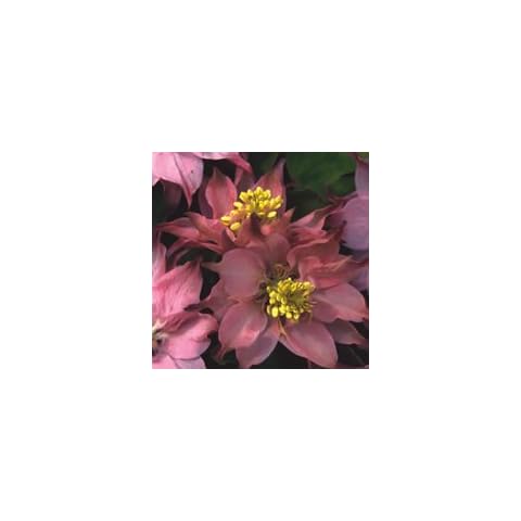 Plant World Seeds Aquilegia Clematiflora Perennial Flower Seeds Cover