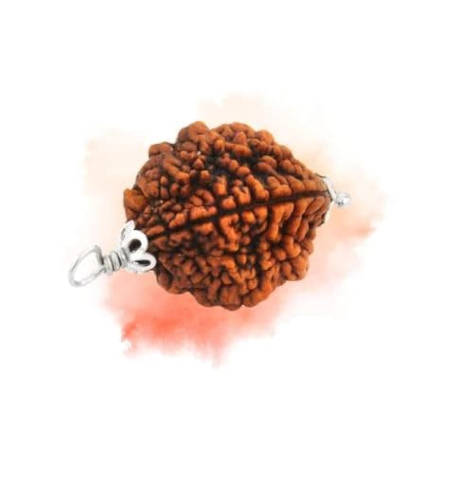 2 Mukhi Rudraksha Original Certified Bead for Wearing