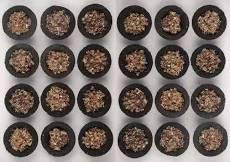 BHAJANLAL GREENERY Vastu Hawan Sambrani Cups for Holistic Atmosphere & Fresh Mind. (Pack of 24 Cups)