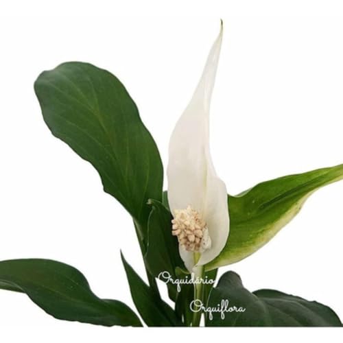Muda Mini Lírio Da Paz Planta Adulta Natural Spathiphyllum Vaso Plástico 10