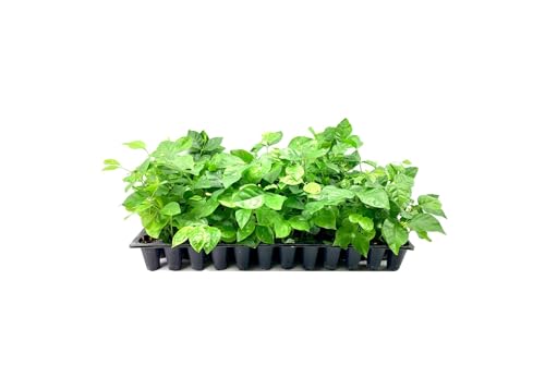 Sambac Jasmine Plant | 3 Live Plants | Jasminum Sambac | Fragrant White Blooms | Ideal for Indoor & Outdoor Planting | Aromatic Addition to Gardens & Patios | Lush & Decorative Foliage