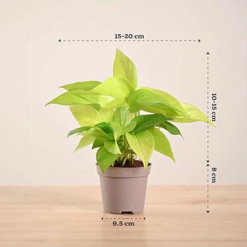 Image of Ugaoo Golden Money Plant Live Plant With Grow Pot