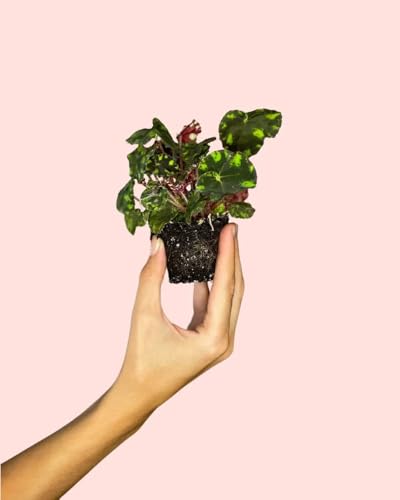 Begonia Rex Frog | Mini Plantas Naturales Interior | Pur Plant
