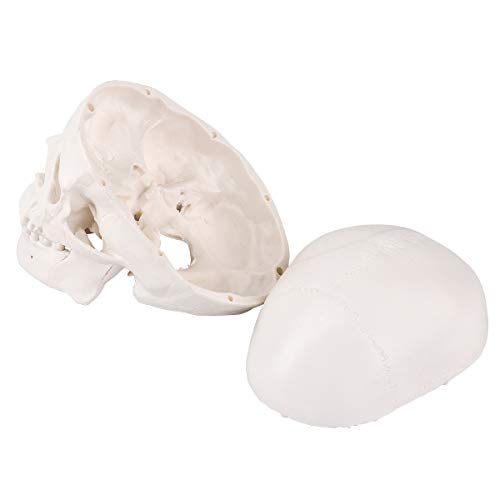 Image of LYOU Mini Skull Model, Human Skull Model for Learning, Anatomy Skull Model (Mini Skull)