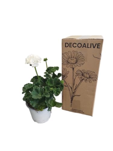 Geranio Blanco Natural DECOALIVE – Planta con Flores Intensamente Coloridas – Ideal para Exteriores