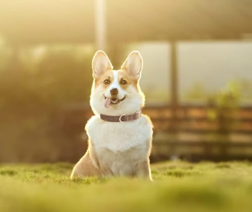 Petiry Soft Dog Collar with Safety Metal Buckle Adjustable Durable Comfort Velvet Corduroy Collars for Small Dogs,Brown,Neck 25-38cm - Image 2