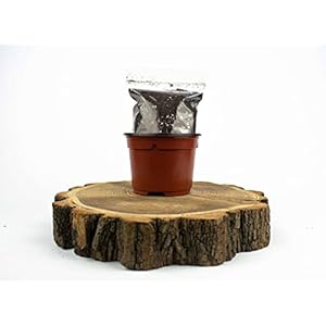 Plantenpot + bodem; diameter 9 cm