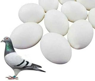 6 Plastic Dummy Pigeon Eggs Real Weight Solid White Improves Survival Rate Suit for Medium and Large Parrots, Pigeon, African Grey, Caique, Cockatoo, Sun Conures and Mini Macaw