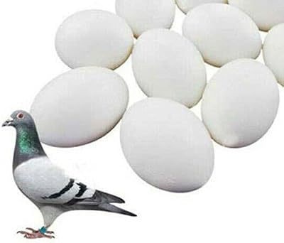 Fit Fly 6 Plastic Dummy Pigeon Eggs Real Weight Solid White Improves Survival Rate