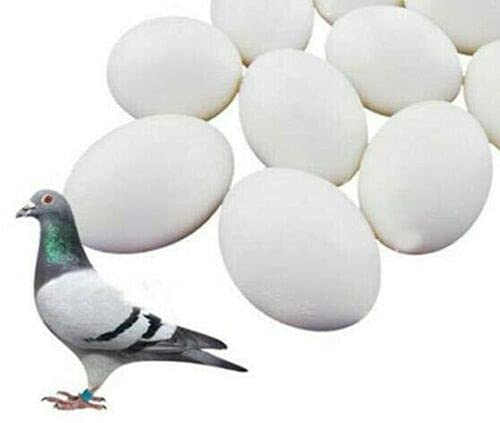 Fit Fly 6 Plastic Dummy Pigeon Eggs Real Weight Solid White Improves Survival Rate Suit for Medium and Large Parrots, Pigeon, African Grey, Caique, Cockatoo, Sun Conures and Mini Macaw