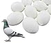 Fit Fly 6 Plastic Dummy Pigeon Eggs Real Weight Solid White Improves Survival Rate