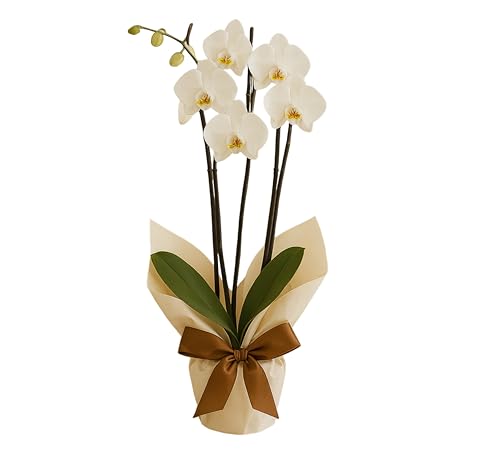 Elegant Harmony Phalaenopsis Fresh Orchid Plant