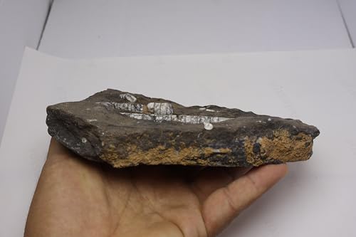Image of Natural Orthoceras Fossil Plate from Devonian Period Fossil from Morocco A308