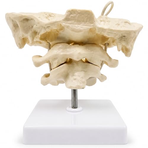 Modelo de columna vertebral en PVC con articulaciones móviles y hueso occipital