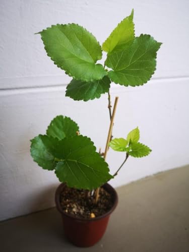 GreenWorld Special Sweet And Healthy Long Finger All Time Mulberry/Shahtoot Fruit (Cutting/Grafted) Live Plant,''Fruit After 4 to 6 Month''