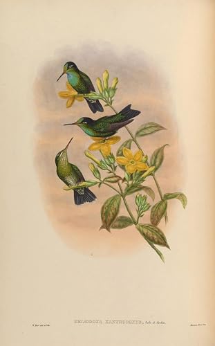 Oiseau Heliodoxa Xanthogonys John Gould : le secret d'une décoration de chambre sereine