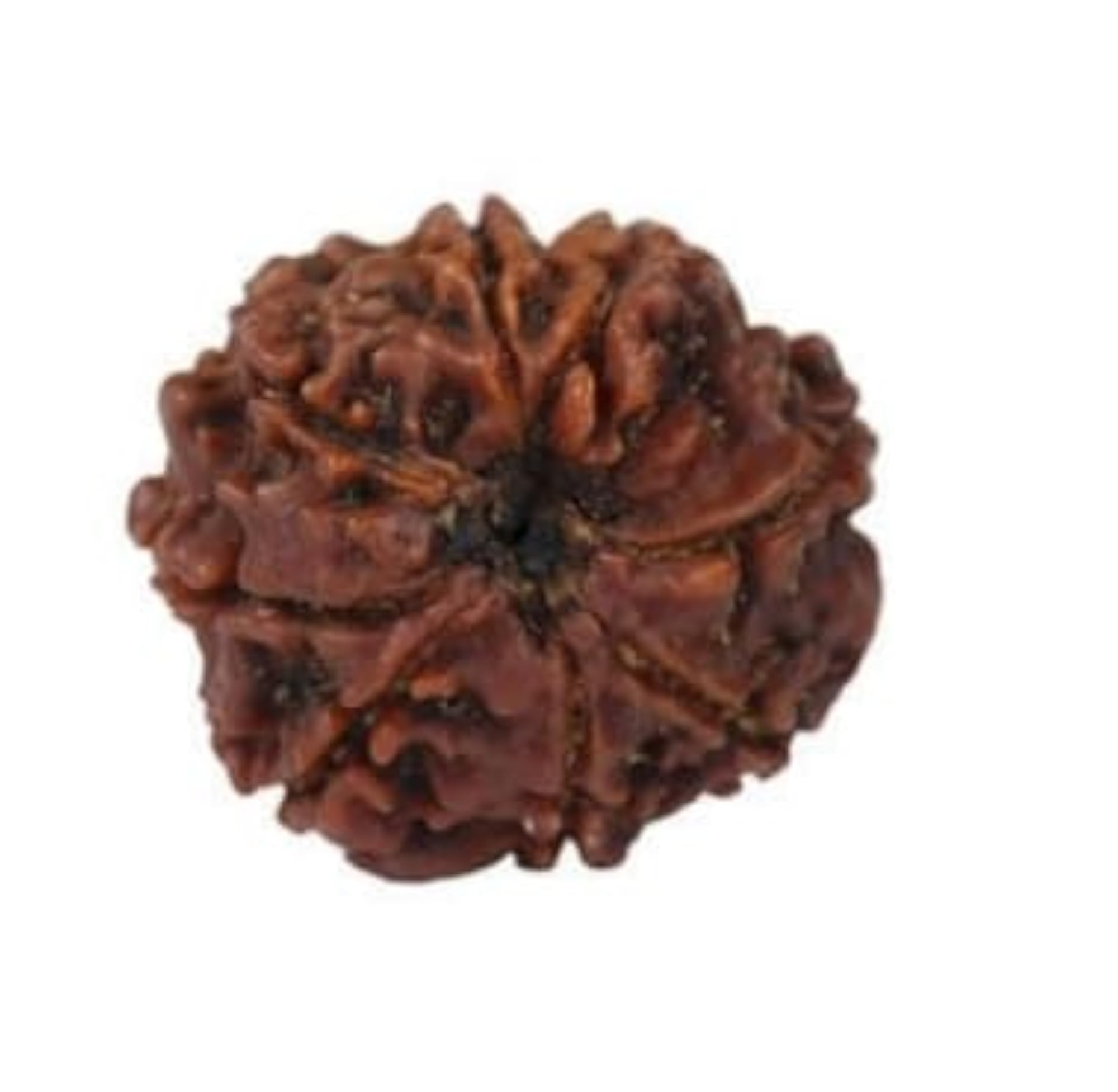 Genuine Eight Face Rudraksha Nepali Beads, IGL Lab Certified
