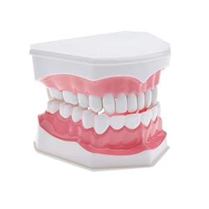 FARUTA Tandmodel Borstelen Flossing Praktijk Tanden Typodonts Mode Gingiva Zichtbare Anatomische Demonstratie Onderwijs Studeren