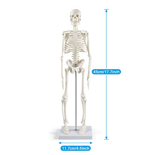 breesky Human Skeleton Model for Anatomy: 17” Human Skeleton Model with Movable Arms and Legs - Scientific Model for Study and Display