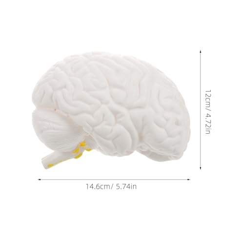 Tronc cérébral modèle anatomique VALICLUD en PVC blanc de haute précision - 2