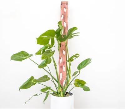 Treleaf Zella Regular Extension Kit (2 Extensions) - Wooden Extendable Plant Trellis for Indoor Climbing Houseplants - Modular Plant Support