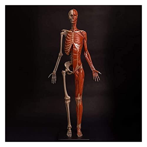 Musculación Eléctrica Marca T7anpmmazz