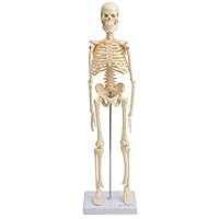 Cranstein A-121 Kleines Mini Skelett Modell 45cm | Beige | Kleines Skelett Anatomie Modell | Deko | als Geschenk