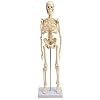 Cranstein-wissenschaftliches kleines Mini-Skelettmodell, 20 „, gelb