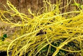 akashbel amarbel plant, herbal plant, 40 gm (B0D3H7QWCQ) Amazon Price History, Amazon Price Tracker