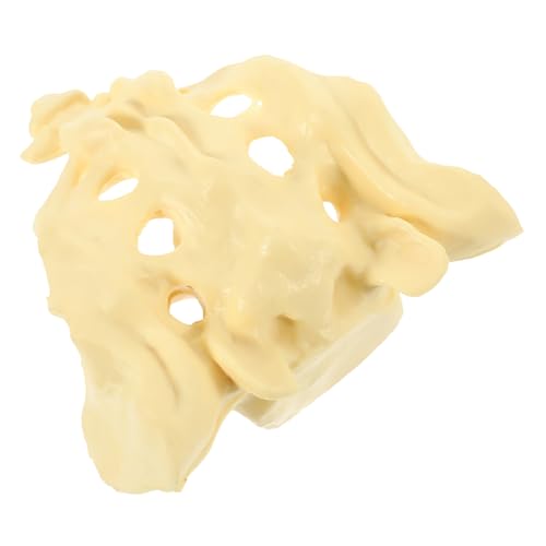 Modèle anatomique du sacrum en PVC MAGICLULU pour l'enseignement médical