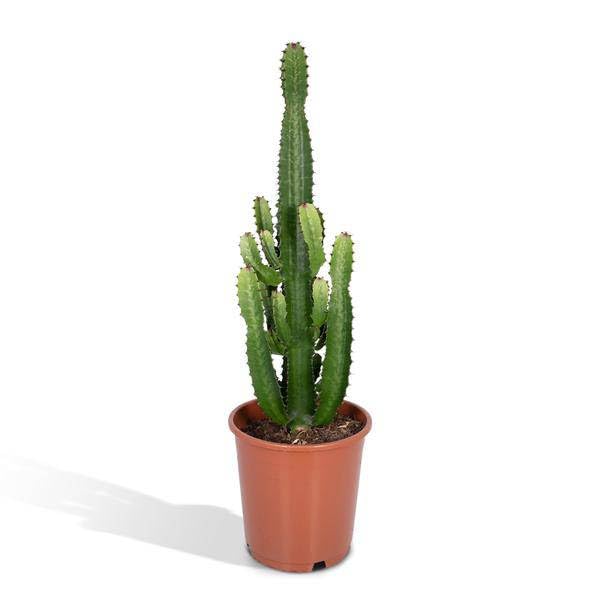 Kaktus Wolfsmilch Euphorbia Acrurensis Cowboy Zimmerpflanze Ø24 cm 60-80 cm