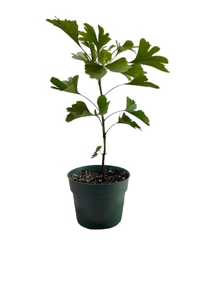 Ginkgo Biloba Natural Planta Resistente en Maceta de 9cm