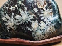 Amazon.co.jp: 白菊562g 菊花石 菊紋石 小菊石 花紋石 原石 鑑賞