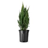 Blue Point Juniper | 1 Large Trade 3 Gallon Tree | Juniperus Chinensis | Evergreen Screening Plants