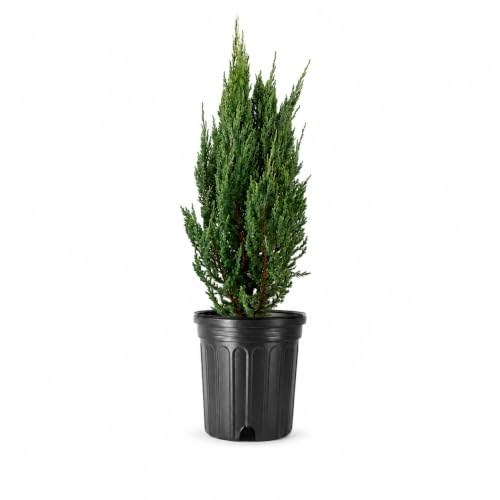 Blue Point Juniper | 1 Large Trade 3 Gallon Tree | Juniperus Chinensis | Evergreen Screening Plants