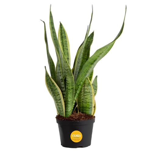 Costa Farms Sansevieria Grower's Choice Snake Live Indoor Plant, ...
