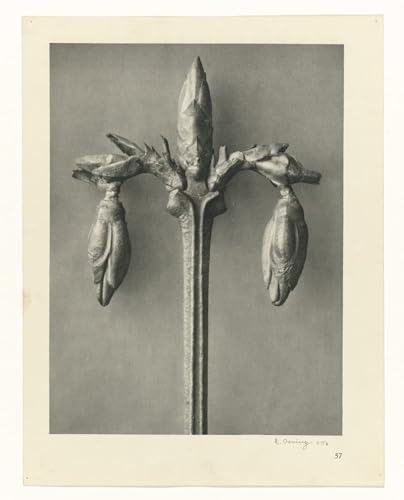 Botanical Picture Peinture Murale Nordique pour Salon et Chambre Moderne