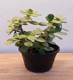See full amazon price history chart for Jade Plant with Pot (Crassula Argentea) Jade Plant with Pot (Crassula Argentea) (B093FJGVD7) Amazon Price History, Amazon Price Tracker