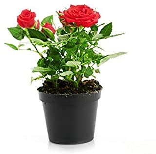 Delorea Flower Zone Live Dark Orange Rose Outdoor Flower Plant With Pot - Decorative Flower Plant (B093Y64RH4) Amazon Price History, Amazon Price Tracker