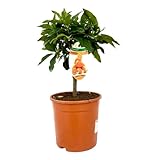 AMDGarden