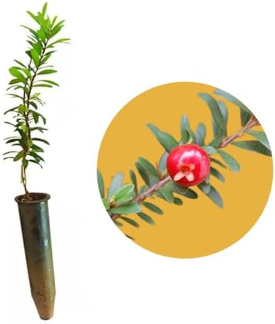 Muda de Mini Pitanga Ideal Para Cultivar em Vasos - Rápida Produç...