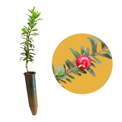 Muda de Mini Pitanga Ideal Para Cultivar em Vasos - Rápida Produção Vermelho