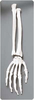 Image of Anatomical Model - Functional Shoulder Joint